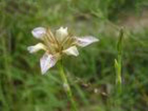  Iris Dichotoma Extract